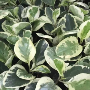 Baby Rubberplant (Peperomia obtusifolia)