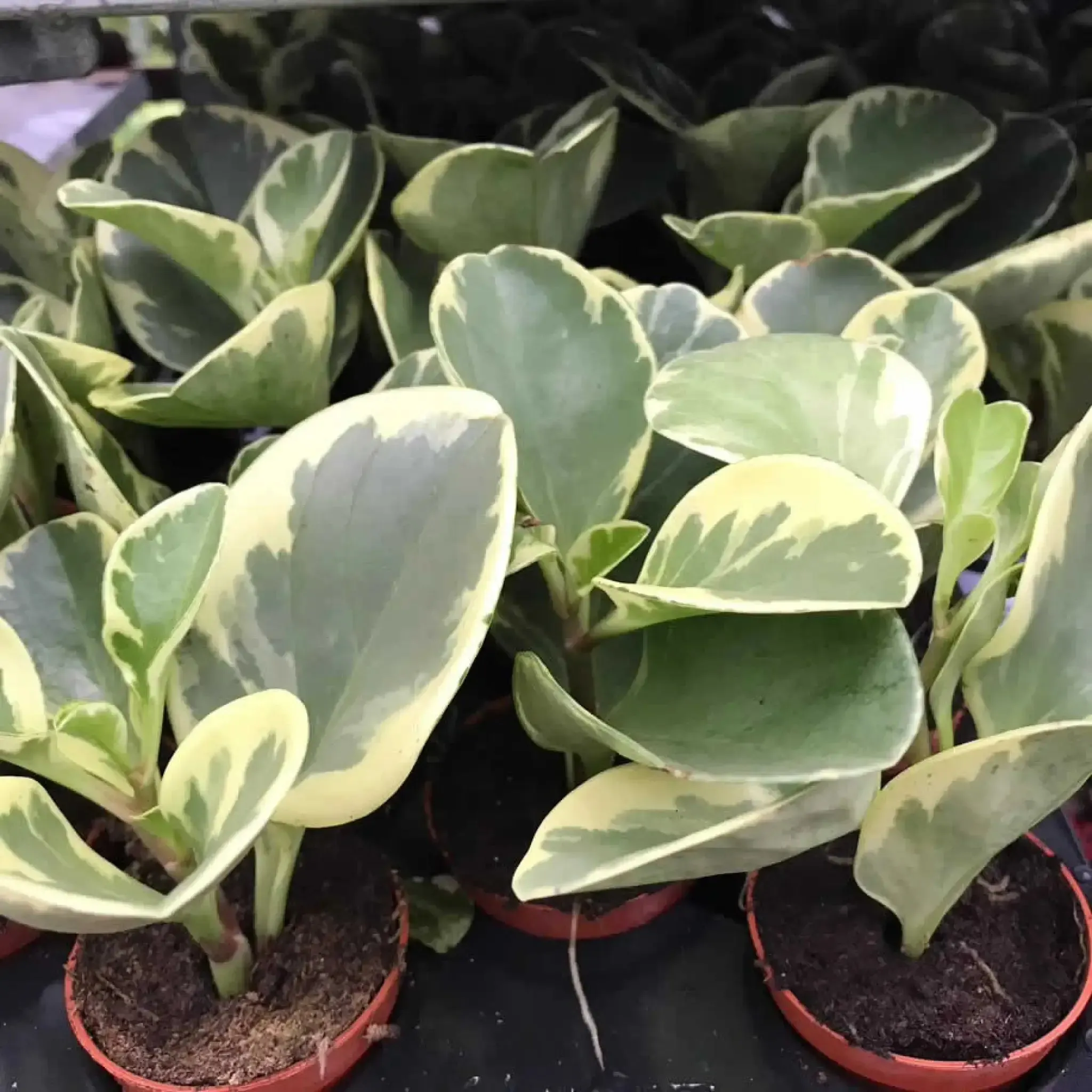 Baby Rubberplant (Peperomia obtusifolia)