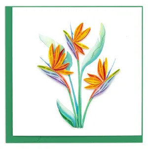 Bird of Paradise