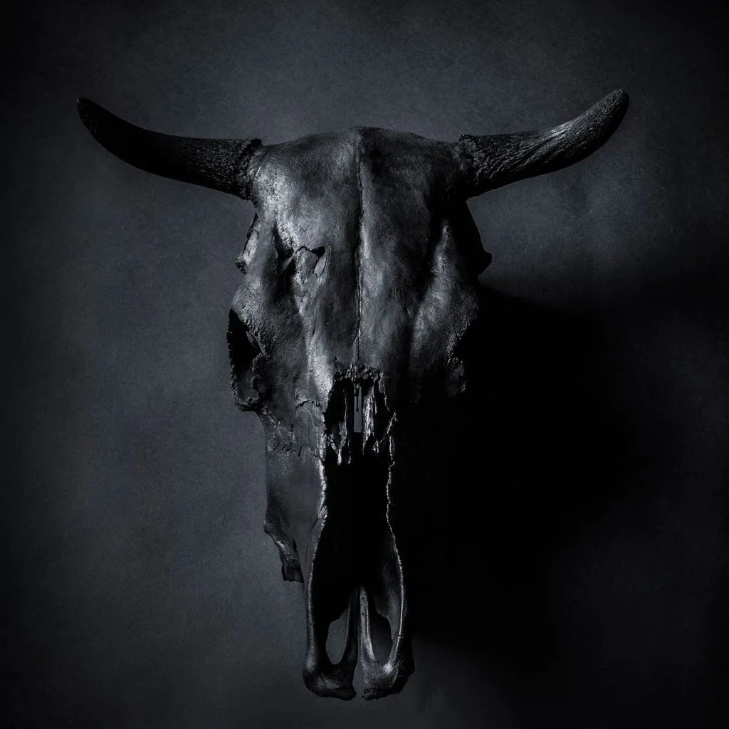 Black Bull Skull