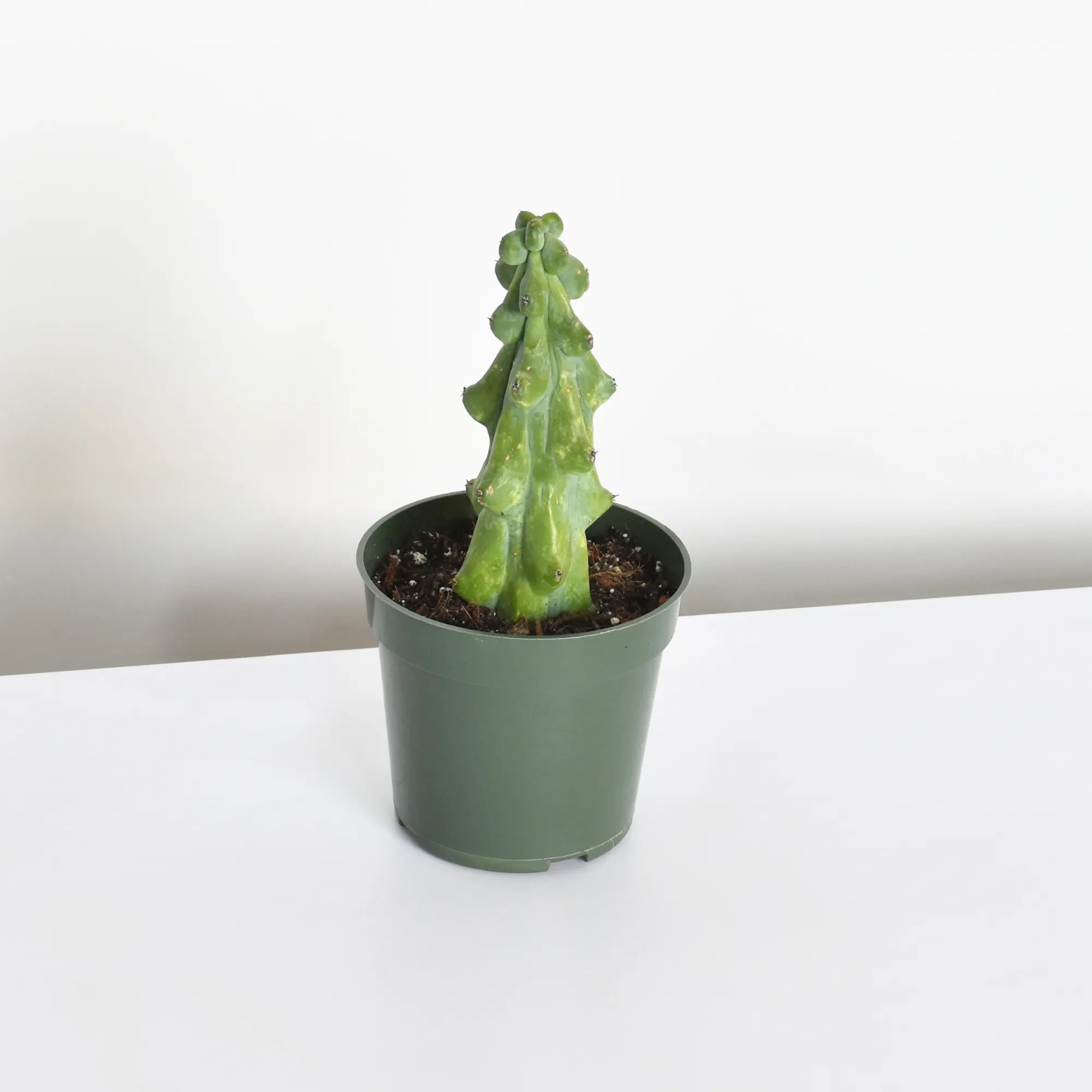 Boobie Cactus