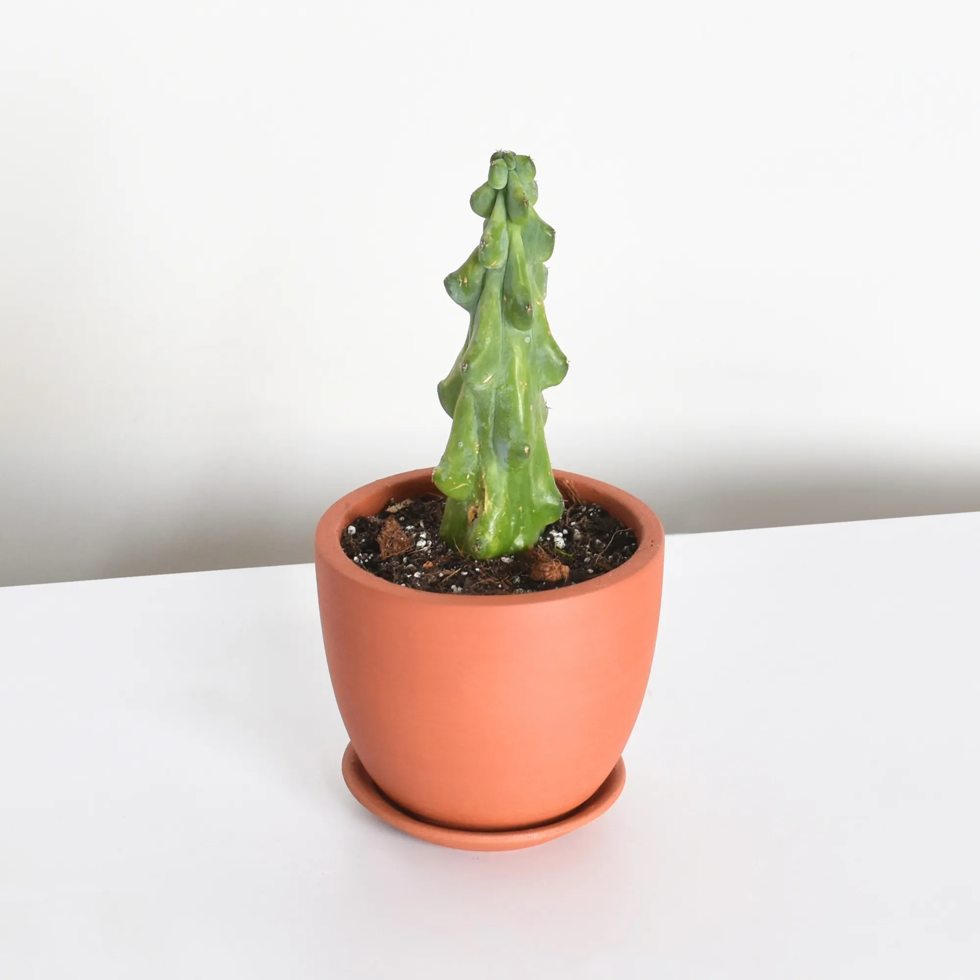 Boobie Cactus