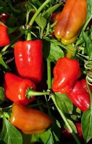 Cajun Belle Pepper Seeds