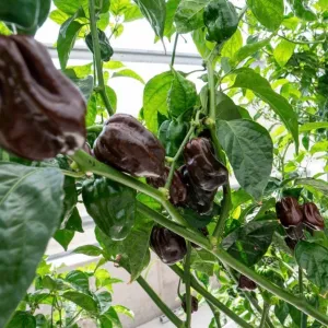 Chocolate Habanero Pepper Seeds