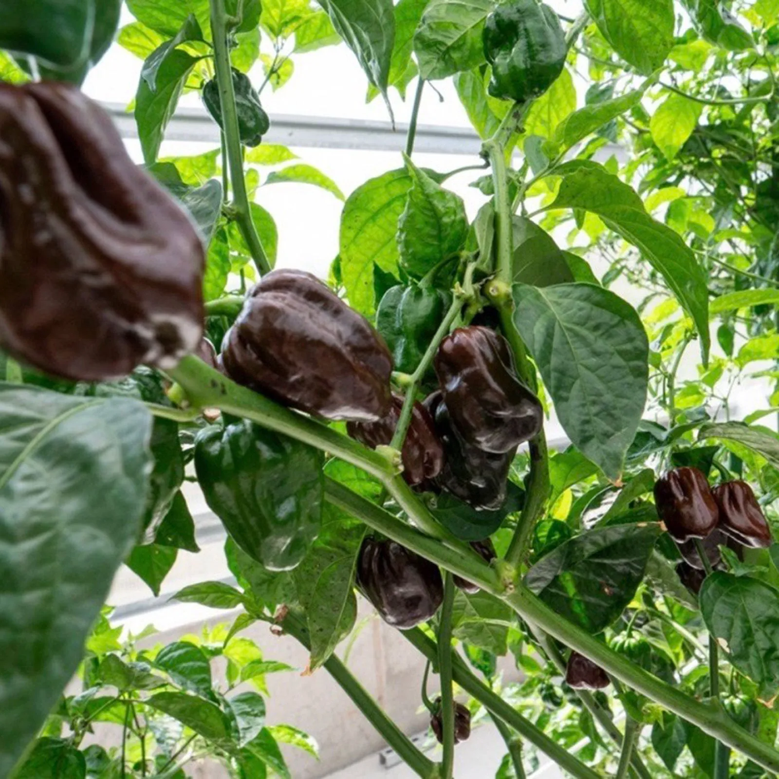 Chocolate Habanero Pepper Seeds