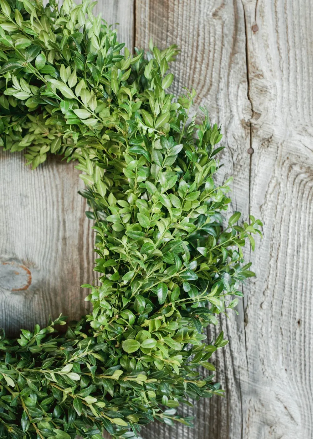 Classic Boxwood Holiday Wreath