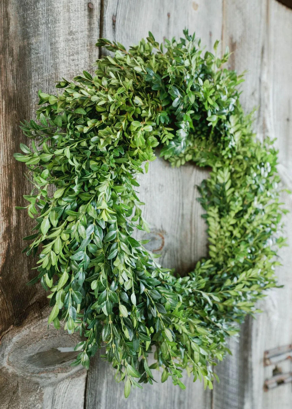 Classic Boxwood Holiday Wreath
