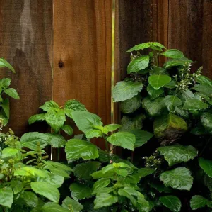 Dark Patchouli Essential Oil