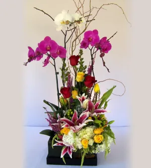 David Jeffrey's Love Story Orchids