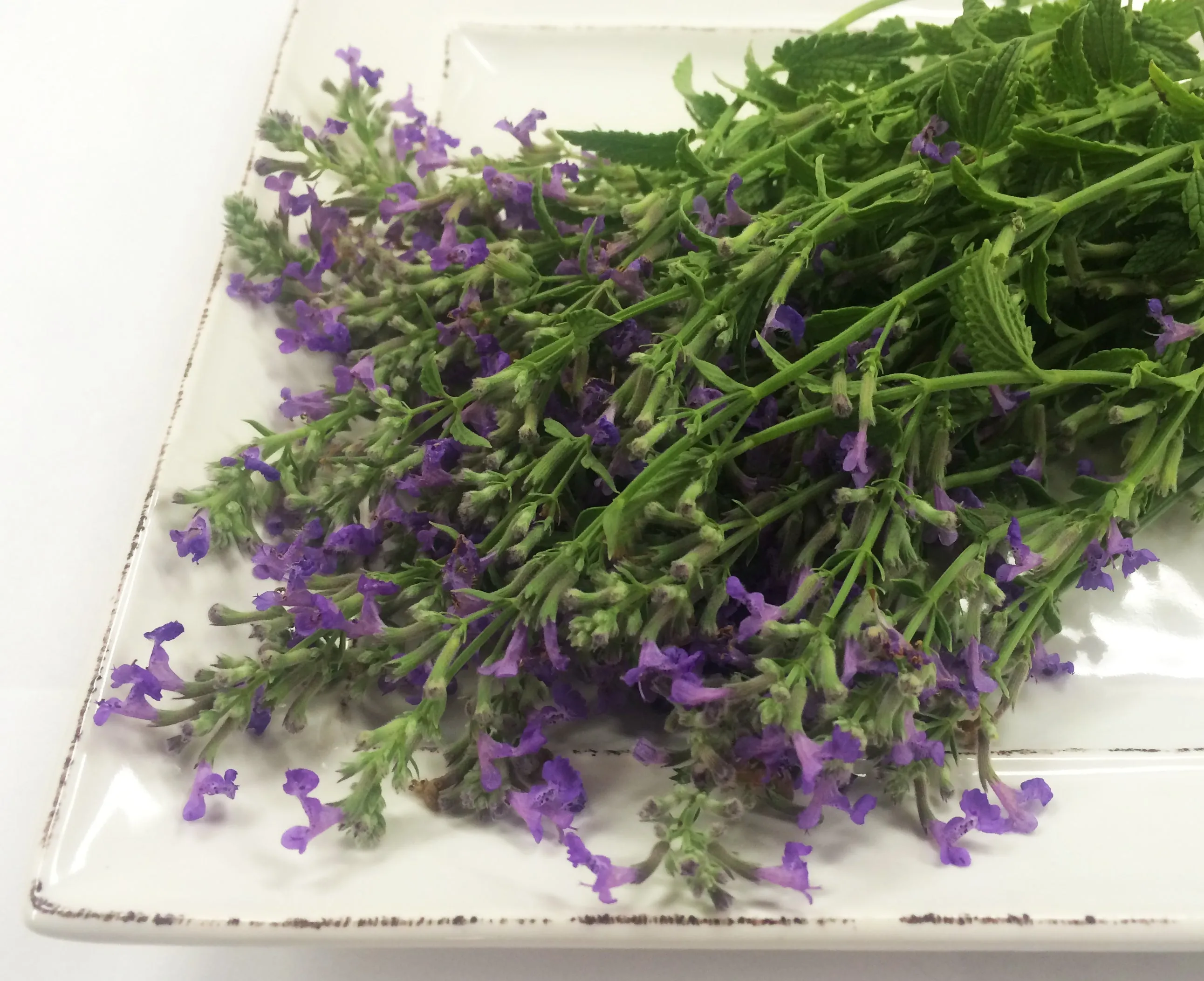 Mint Lavender™ Flower