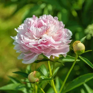 Peony 'Morning Kiss'