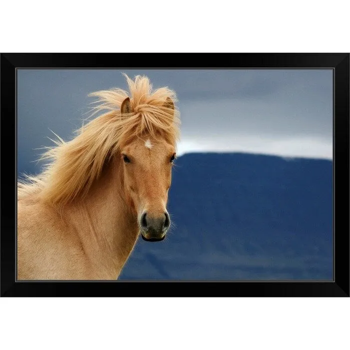 "An icelandic Horse waiting for the rain to come watching the dark skies." Black Framed Print